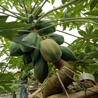 HẠT GIỐNG ĐU ĐỦ CÁC LOẠI - 1 GÓI