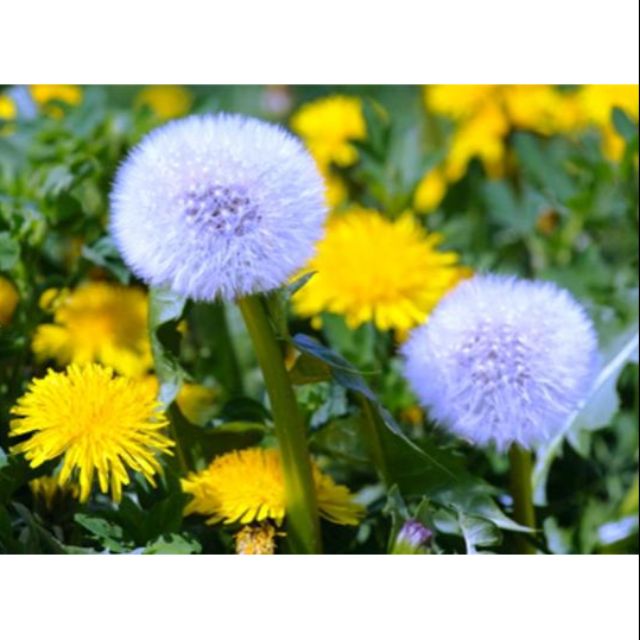 Hạt giống hoa Bồ công anh vàng - xanh tím
