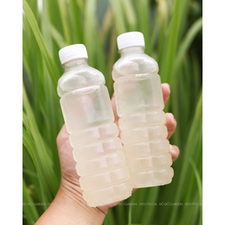 [Giao Nhanh 2h] NHA ĐAM ĐƯỜNG PHÈN NHÀ NẤU 330ML - NGON NGỌT, THANH MÁT, GIẢI NHIỆT CƠ THỂ