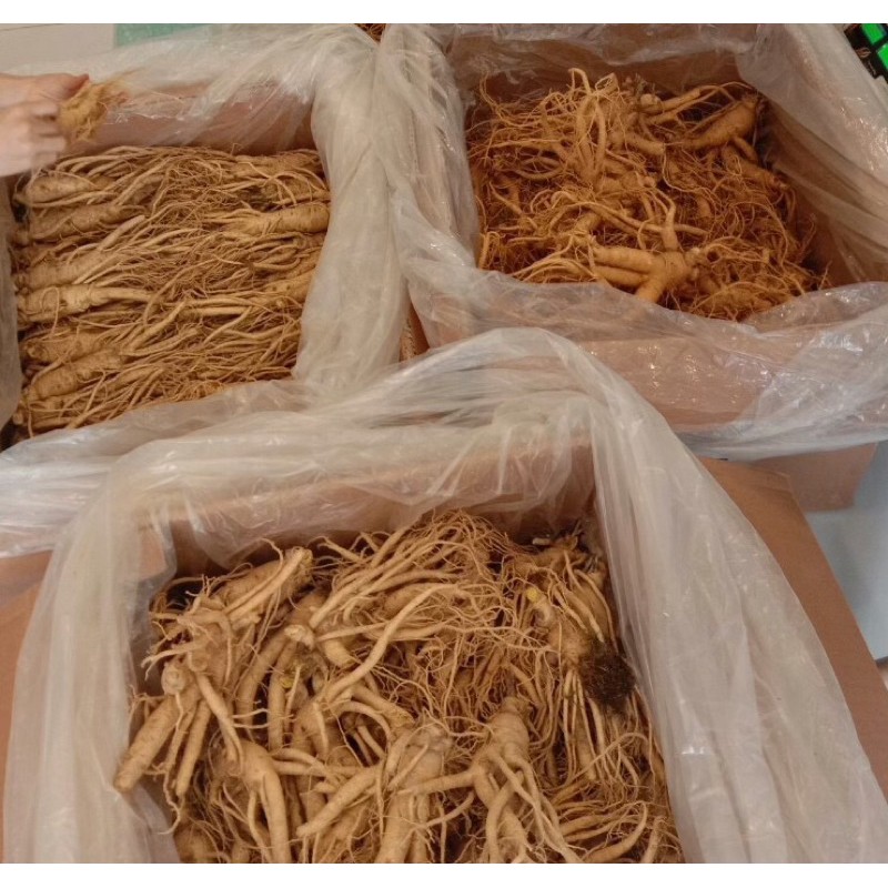 Nhân sâm tươi Hàn Quốc size 6 củ 1kg Giá 359k /1Củ To. | BigBuy360 - bigbuy360.vn