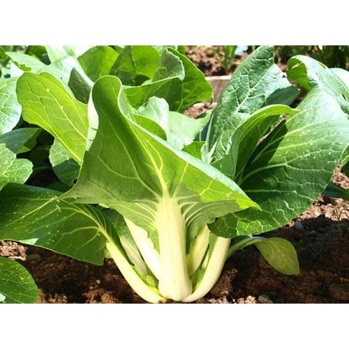 Thuốc Diệt Ốc Thảo Mộc SITTO-NIN Thái Lan - Diệt Ốc Tận Gốc Cả Trong Giá Thể - 250gram