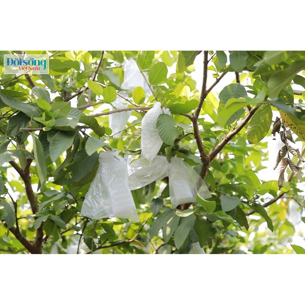 [SIEURE] TÚI BỌC TRÁI CÂY BƠ, ỔI, XOÀI, NA 50 TÚI CÓ DÂY RÚT 15 x 20 CM hàng đẹp, phân phối chuyên nghiệp-Phukientuiloc