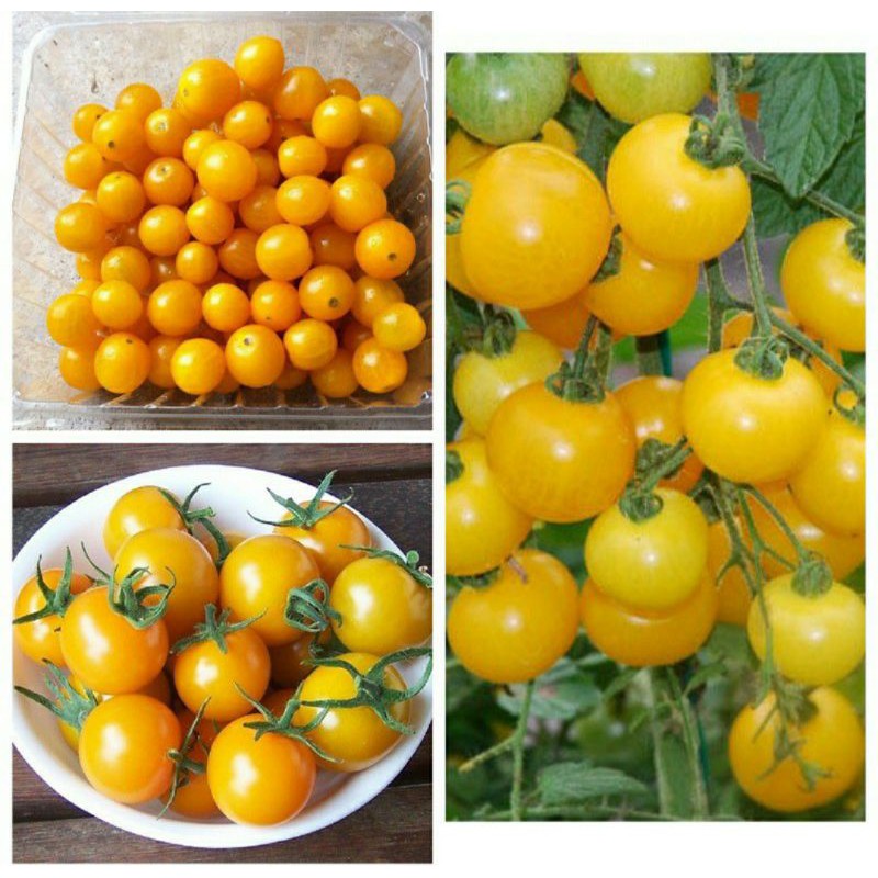 hạt giống cà chua bi vàng F1 - gói 0,1gr