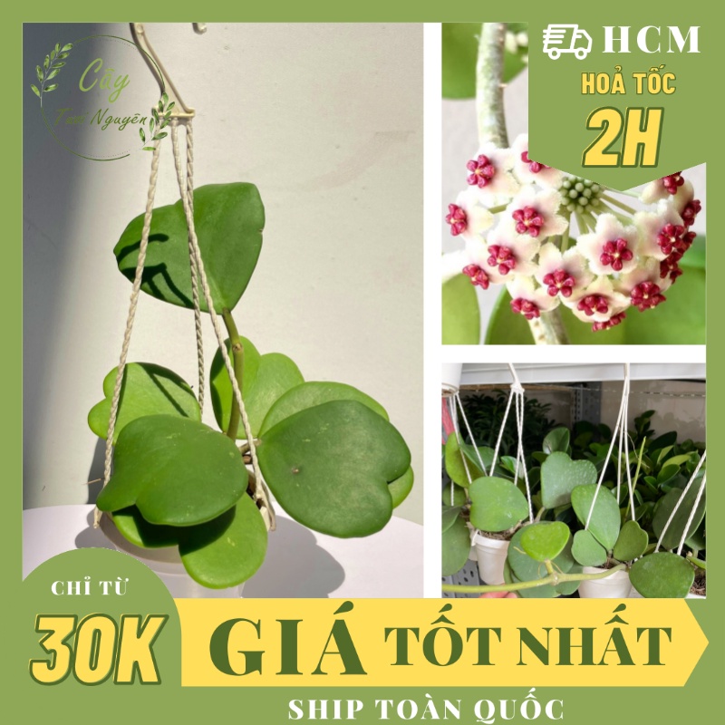 CÂY CẨM CÙ LÁ TIM Size MINI ,, Hoa giống, dễ trồng GIÁ RẺ, nở quanh năm, Cây Tươi Nguyên CTN0960