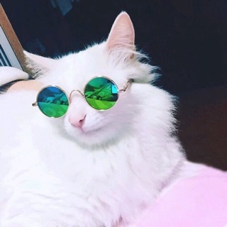 Kính Mát, Kính Mắt cho Mèo