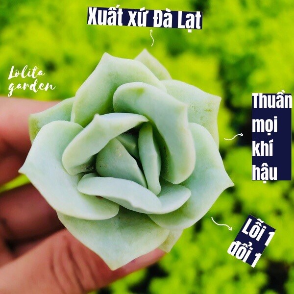 SEN ĐÁ HOA HỒNG HÀ LAN ĐÀ LẠT SIZE MINI KÈM CHẬU, SIÊU KHOẺ ĐẸP, THUẦN MỌI KHÍ HẬU, HƯ 1 ĐỔI 1