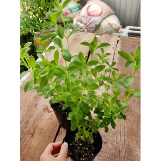 Cây cỏ ngọt Stevia size trung và size nhỏ