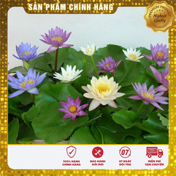 Set 5 Hạt Hoa Súng Mini Thái Lan