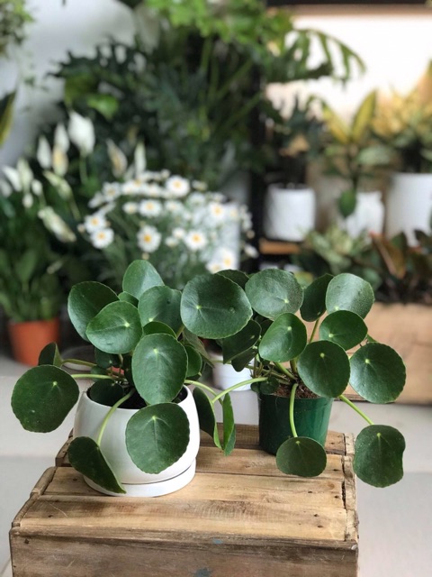 Cỏ đồng tiền giống mới-cây cỏ gương