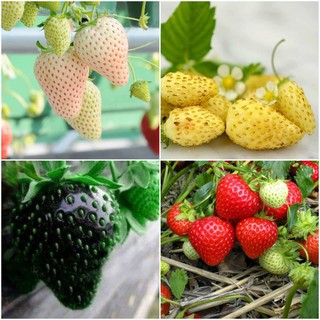 Hạt giống Dâu tây đỏ, đen, trắng, vàng