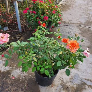 Hồng bụi ngoại Tuscan Sun (tặng kèm phân bón)