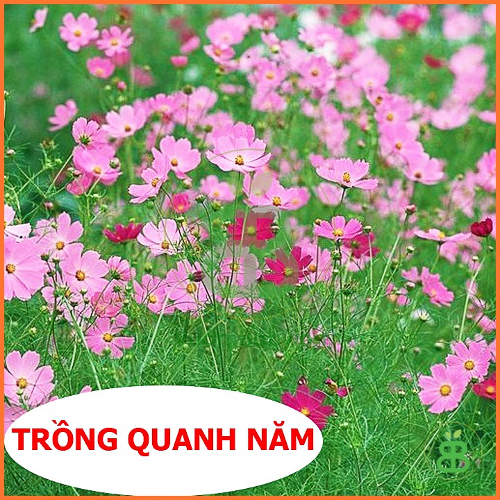 Hạt Giống Hoa Cúc Sao Nhái Dễ Trồng