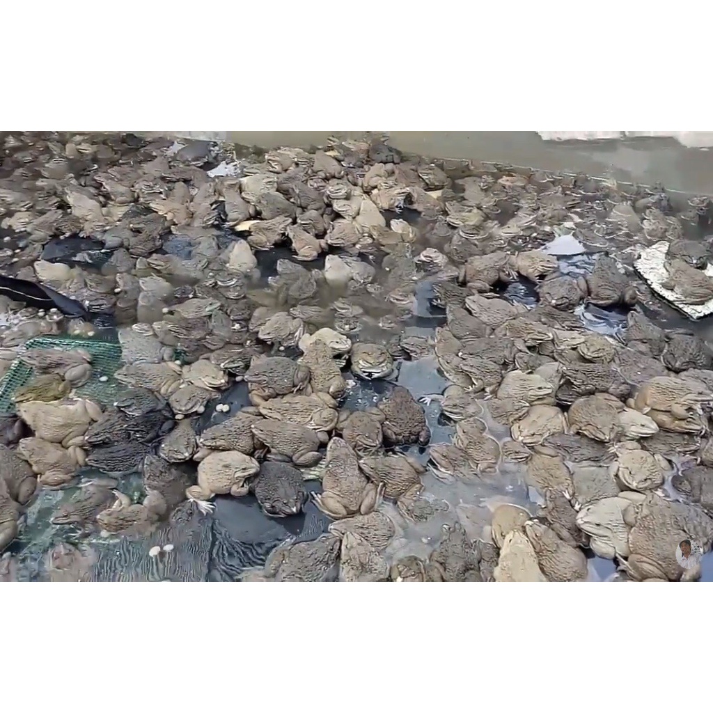 Canxi Alpha D3 - cung cấp canxi cho cá, tôm, lươn, ếch - chống còi, chống hao hụt khi thay nước - tino.officialstore