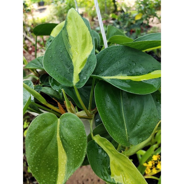 Trầu bà Brazil chậu treo mini