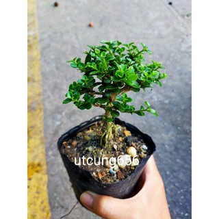 Bon sai sam hương 10- 15cm