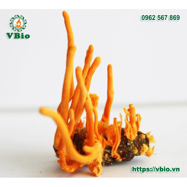 Con nhộng Đông trùng hạ thảo - Đông trùng hạ thảo kí chủ nhộng tằm Vbio