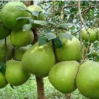 Phân bón Siêu To Củ PIV -Phì củ, nặng củ, chắc củ, bóng củ, chống thối, nứt trái, kéo tinh bột vào củ - Loại 50gam