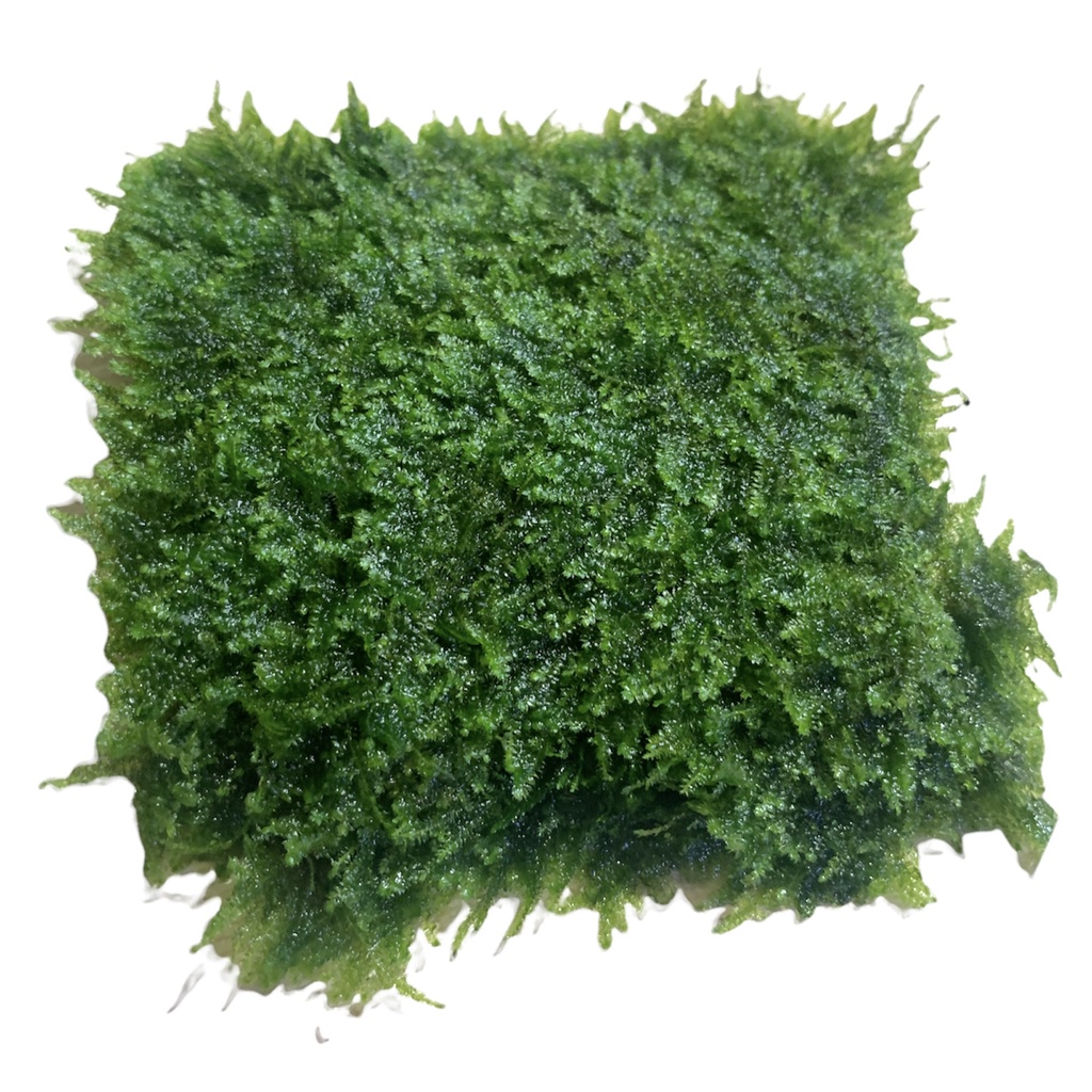 Rêu Minifiss, Mini Taiwan, Trân Châu Lá Nước Trãi Nền Trang Trí Hồ Cá Thủy Sinh [RÊU MINIFIS]