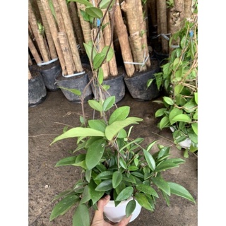 Lan Cẩm Cù size lớn đang hoa