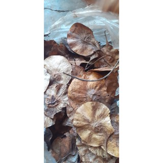 Giáng hương giống