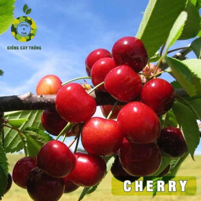 Cherry anh đào mĩ nhập khẩu