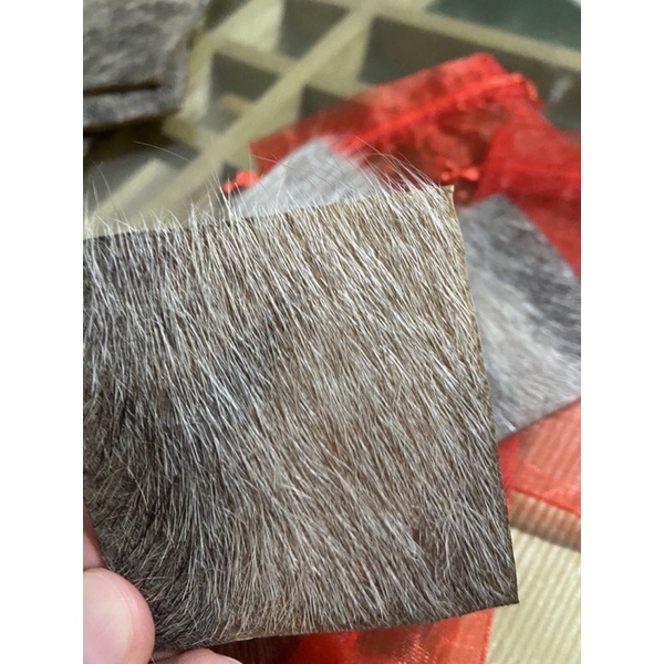 Datrau đột biến 2 màu