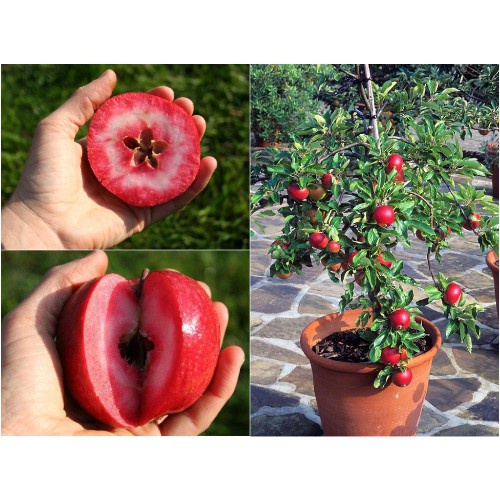 ( HOT )Hạt giống táo lùn đỏ 15 hạt/ gói
