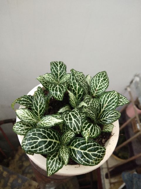 LÁ MAY MẮN - FITTONIA, CÂY CẨM NHUNG