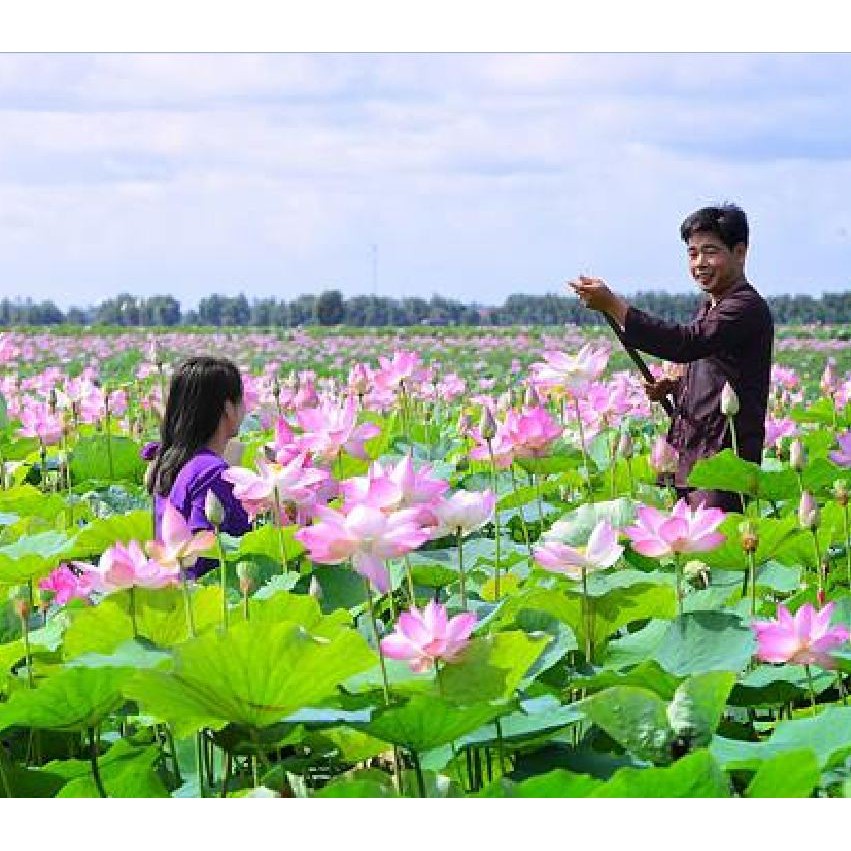 Hạt Giống Hoa Sen Ta (Sen Hồng Việt Nam) 1 gói 10 hạt