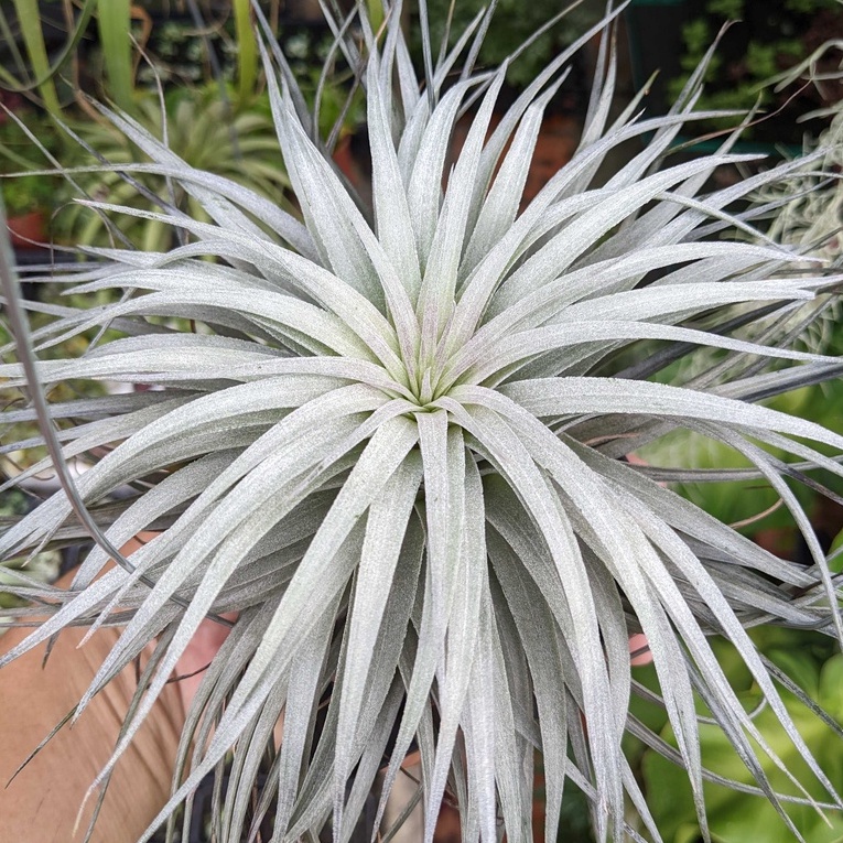 Cây không khí, Tillandsia Houston, Cây không khí, Bán cạn, cây công trình, trang trí tiểu cảnh