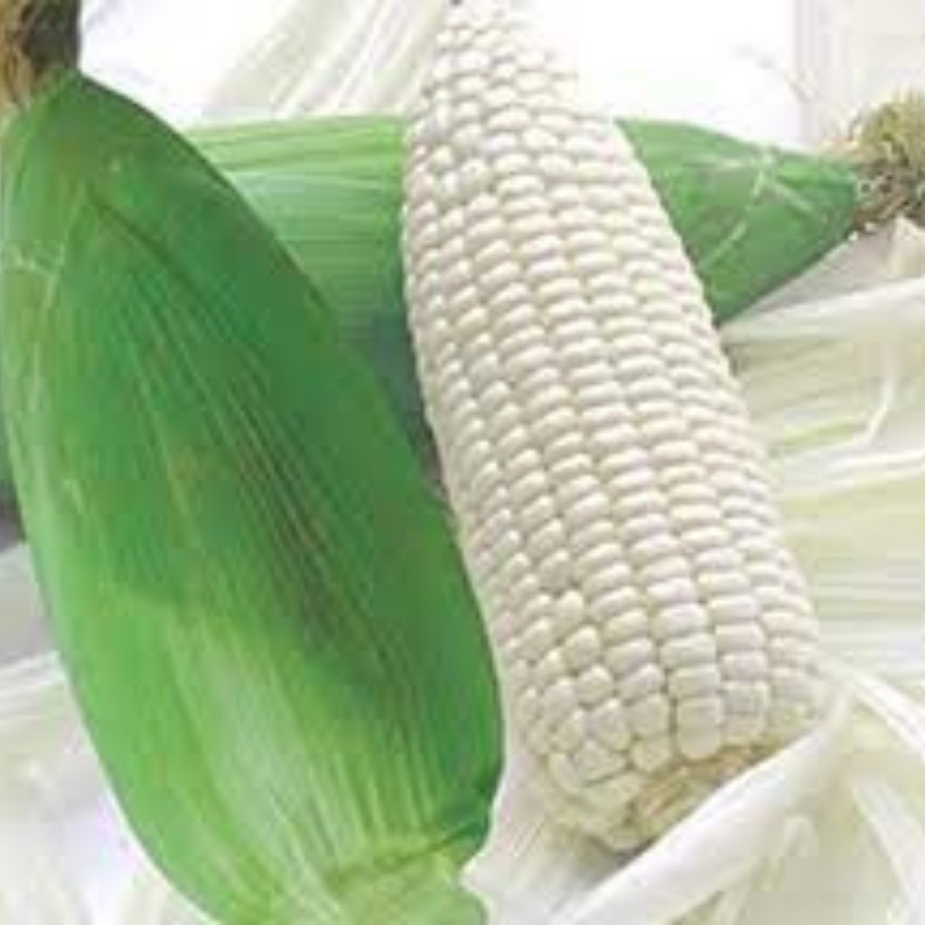 Hạt giống bắp nếp nù 50g (bắp nù sữa, ngô nếp nù)