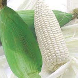Hạt giống bắp nếp nù 50g