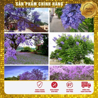 Hạt giống hoa phượng tím thủy chung gói 3 hạt