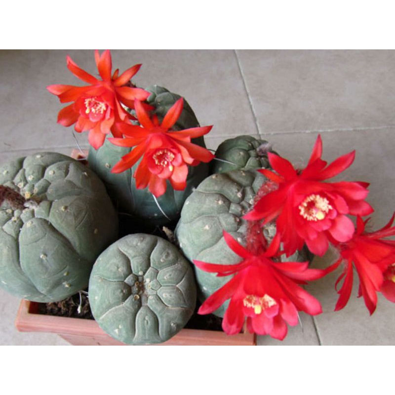 Sale++ Xương rồng matucana hoa rất đẹp.