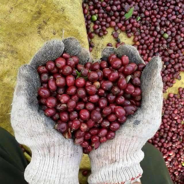 [Mã GROWEEK1 giảm 10% đơn 300K] Combo 2kg cà phê nguyên chất rang mộc Chậm Coffee – Yêu Thương 250g (Không kèm phin) | BigBuy360 - bigbuy360.vn