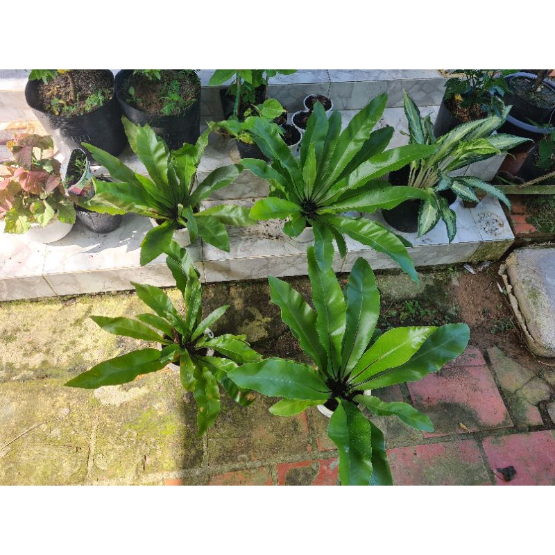 Cây Ổ Phụng