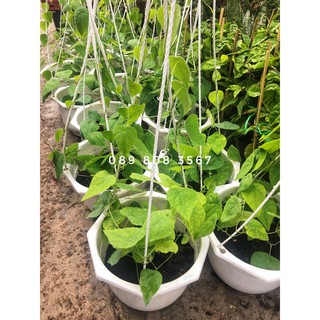 Cây sương sâm lớn, khỏe mạnh- Bác Hai Garden