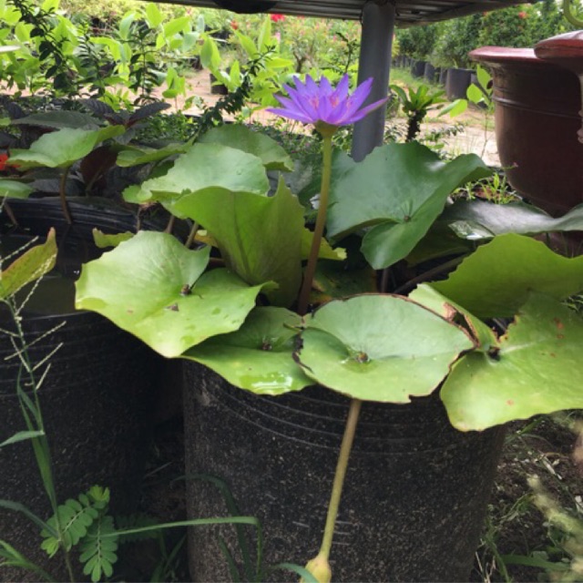 20 chậu nhựa đen C12 bít lỗ trồng hoa sen, hoa súng