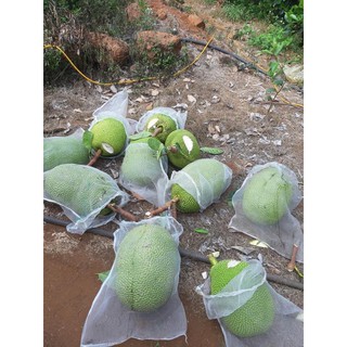 100 bọc mít cước thái , kích thước 50x70cm