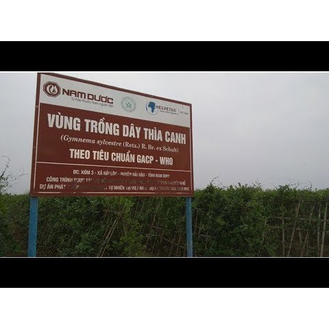 Dây thìa canh Hải Hậu