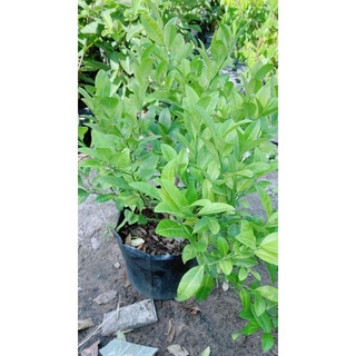 Cây Chanh Bắc cao 60cm