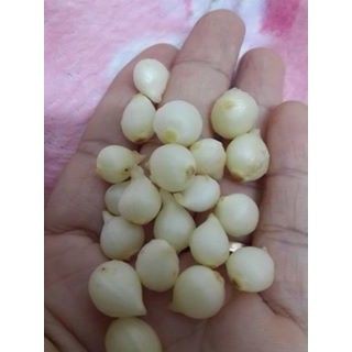 500g Hành tăm quê nghệ an (củ nén)
