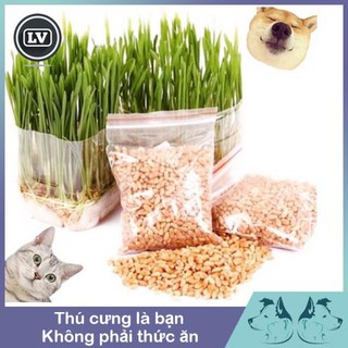 Hạt giống cỏ mèo Phụ kiện Long Vũ