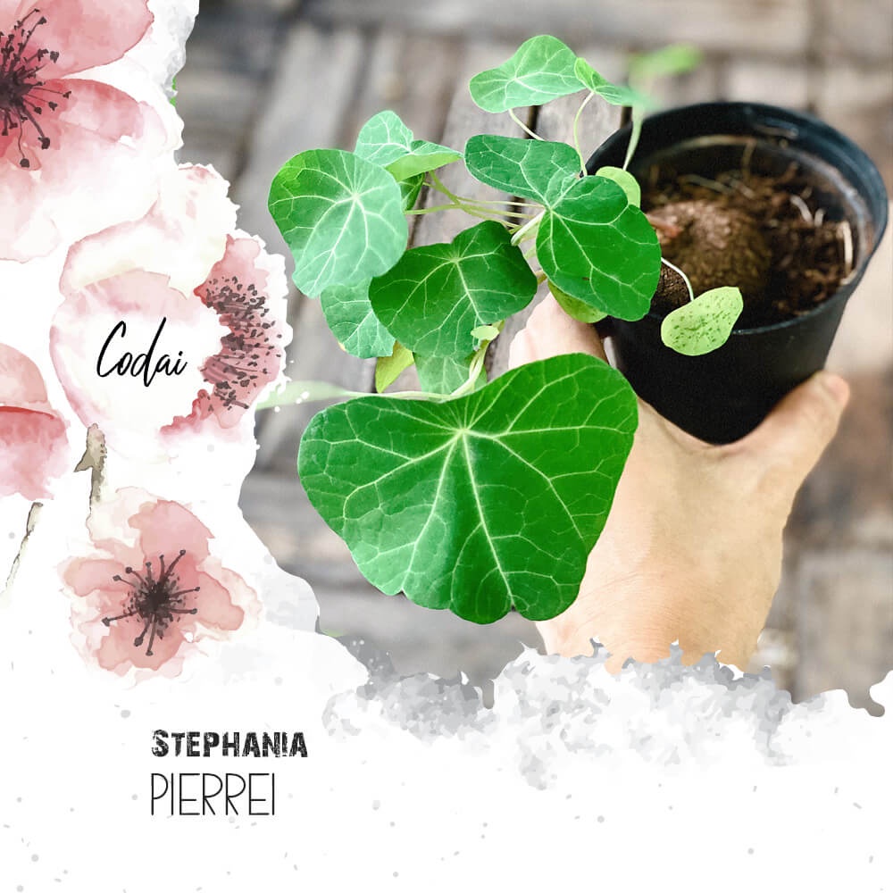 Cây Stephania pierrei (Stephania erecta, Củ Bình Vôi Thái, Thiên Kim Đằng) Size Nhỏ chậu nhựa