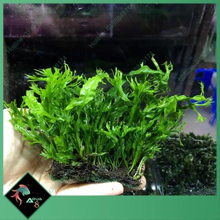 Dương xỉ sừng hươu - cây thủy sinh