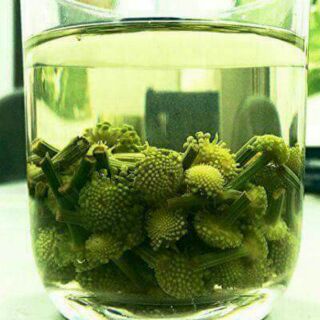 Nụ hoa tam thất tươi