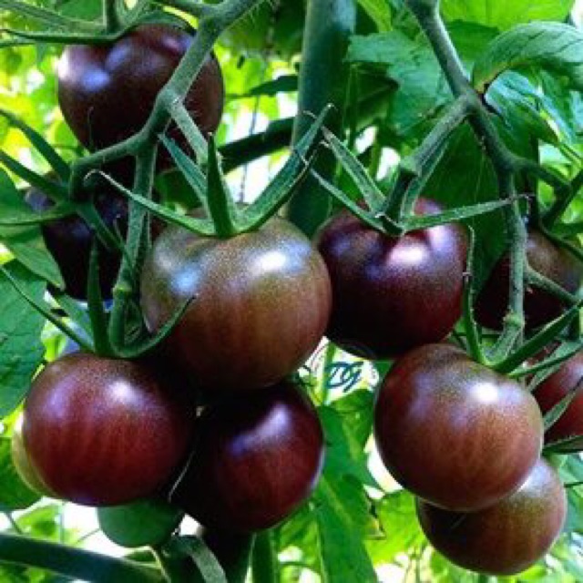Hạt giống Cà chua bi Socola dành cho gia đình