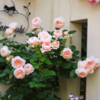 Combo 3 chậu hoa hồng leo pháp(7màu)