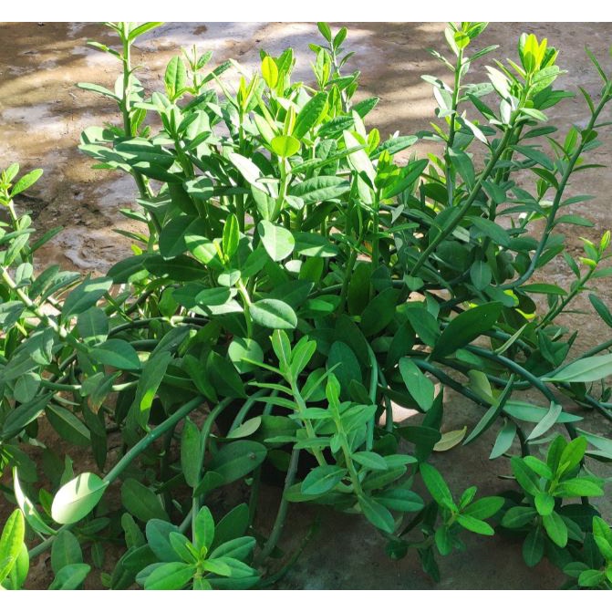 Cây giống thạch anh -vườn của boss