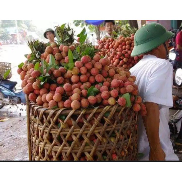 Vải thiều tươi đầu mùa  Trứng Trắng Thanh Hà thượng hạng - 1KGkg - hàng NGON HẠT NHỎ